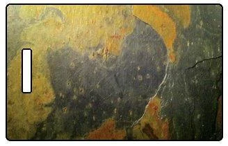 Luggage Pros Slate and Wood Grain Natural Texture Luggage Tag - Premium Travel ID Accessory 3 Luggage Pros Slate and Wood Grain Natural Texture Luggage Tag - Premium Travel ID Accessory